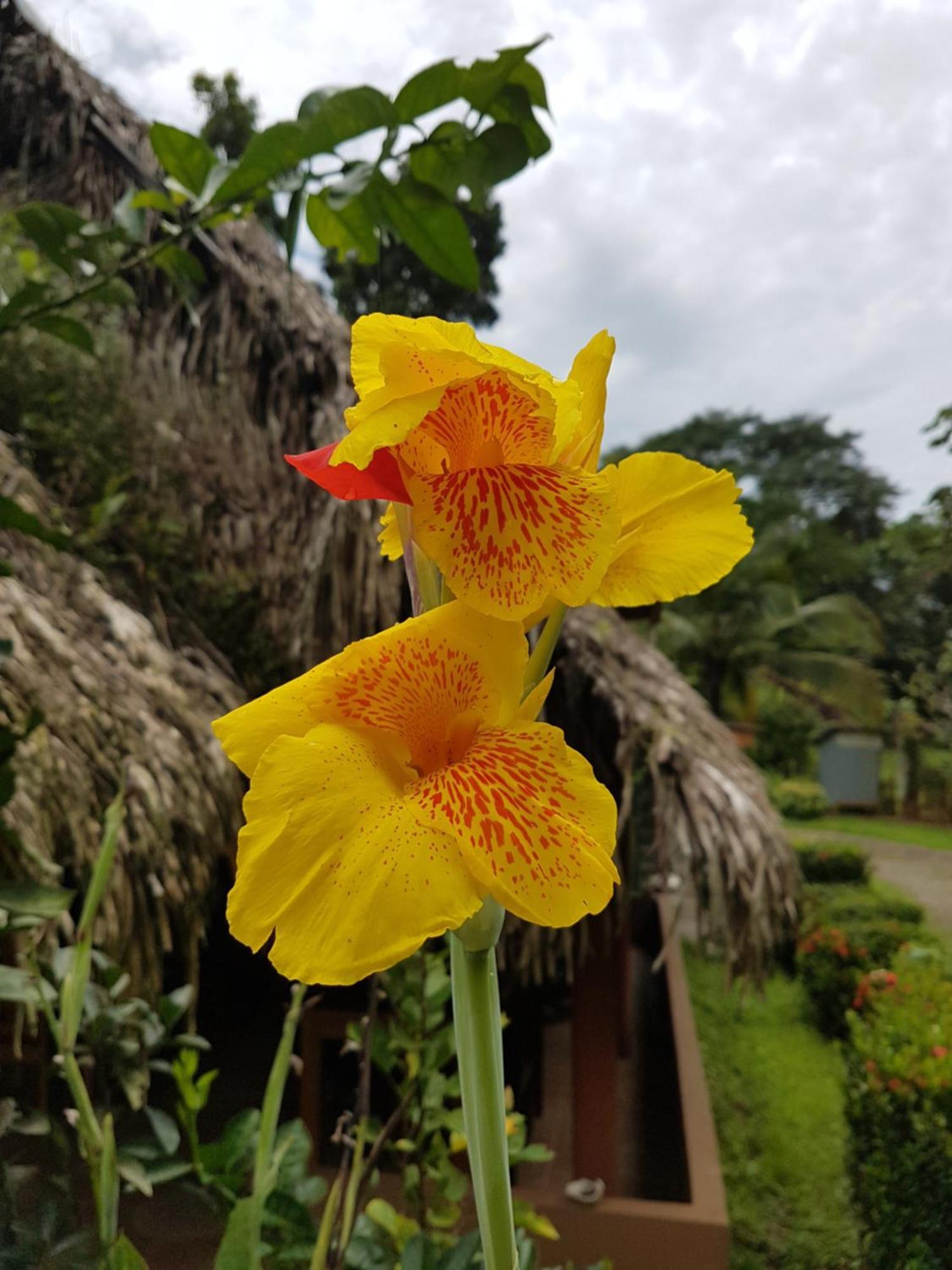 Los Pinos De Torio Buitenkant foto